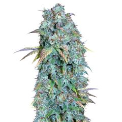 Serious Happiness Reg, Фасовка: 11